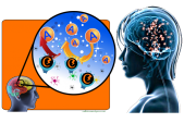 neurotransmitters