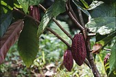 cacao