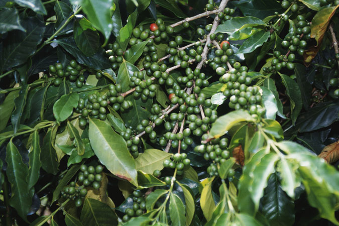 coffee-bean-plant