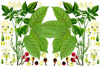 guarana-plant-675