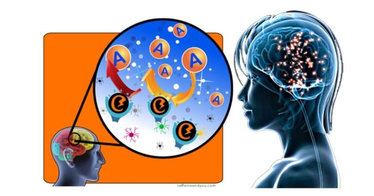 What Does Caffeine Do in Your Brain?