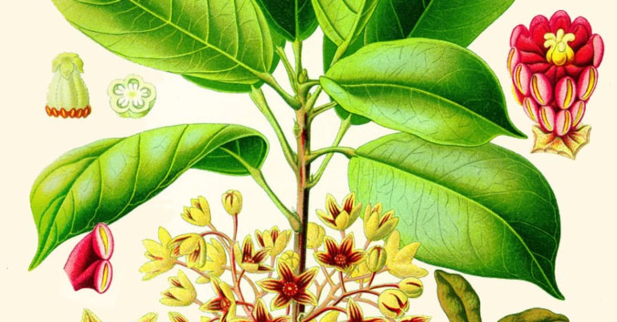 Other Natural Caffeine Sources